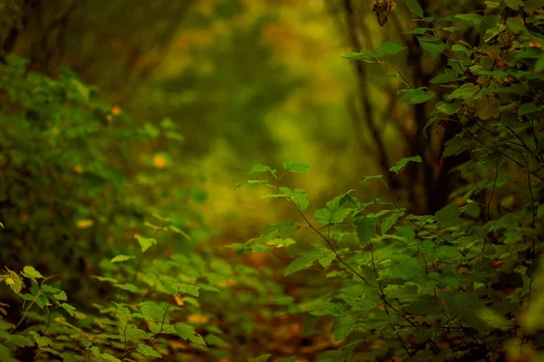 Bright Yellow Leaves Branches Tree Autumn Forest — Stock Photo, Image