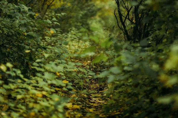 Hojas Color Amarillo Brillante Las Ramas Árbol Bosque Otoño — Foto de Stock