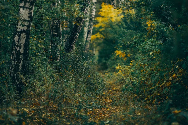 秋の森の木の枝に鮮やかな黄色の葉 — ストック写真