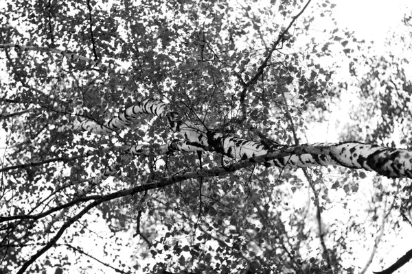 Ljusgula Löv Grenarna Ett Träd Höstskogen — Stockfoto