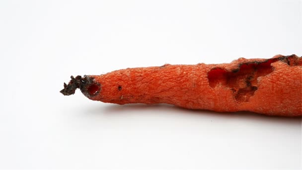 A rotten carrot bited by insect — Stock Video