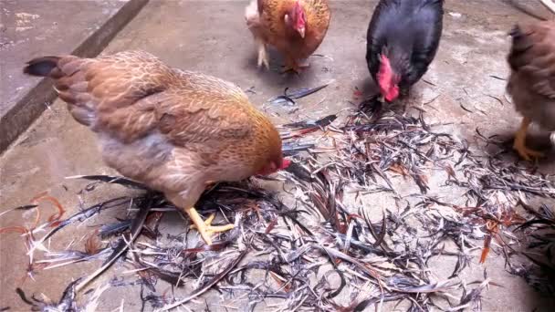 Galos e galinhas andando em torno de uma pilha de penas à procura de comida — Vídeo de Stock