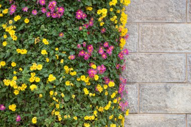 kasımpatı çiçekleri bir duvarın önünde
