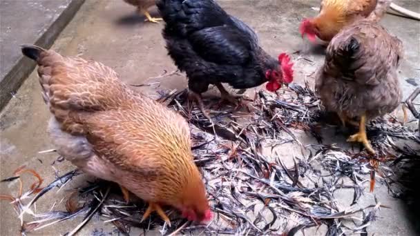 Gallos y gallinas caminando alrededor de una pila de plumas en busca de comida — Vídeo de stock