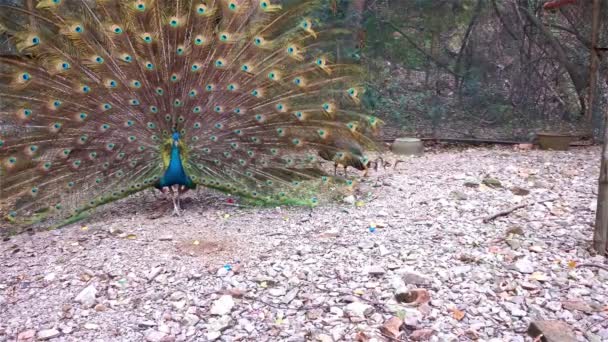 Macho pavo real mostrando su colorida cola emplumada a una hembra — Vídeo de stock