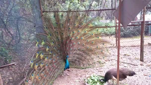 Mannelijke peacock zijn kleurrijke gevederde staart naar een vrouwelijk weergeven — Stockvideo