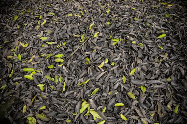 Veel bladeren met een aantal groene anderen in in het grijs als achtergrond — Stockfoto