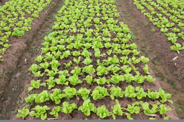 Rows of planted lettuce on the field — Stock Photo, Image