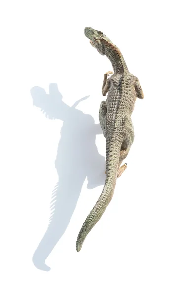 그림자와 함께 흰색 바탕에 상위 뷰 allosaurus 장난감 — 스톡 사진