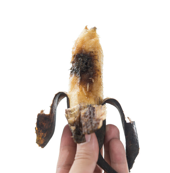 hand holding an overripe banana with worms on a white background