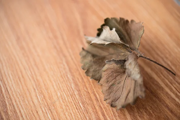 Hoja descolorida de cerca — Foto de Stock