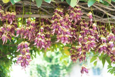 ilkbaharda çiçek açan mucuna birdwoodiana tutch