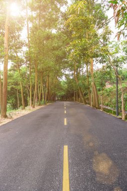 ağaçlar güneş sabah karşı her iki tarafta olan yol