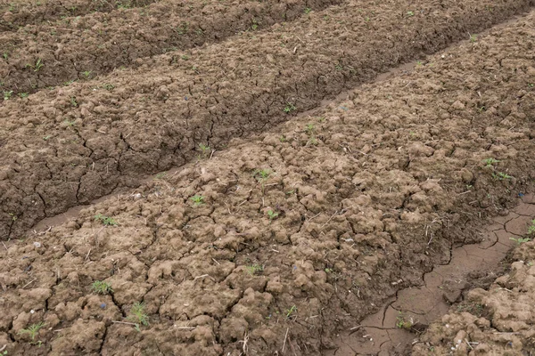 Lahan dibudidayakan siap untuk menabur — Stok Foto