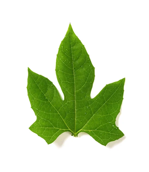 Свіжий Мокрий Зелений Лист Білому Тлі — стокове фото