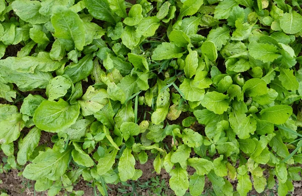 Top View Planted Vegetable Background — Stock Photo, Image