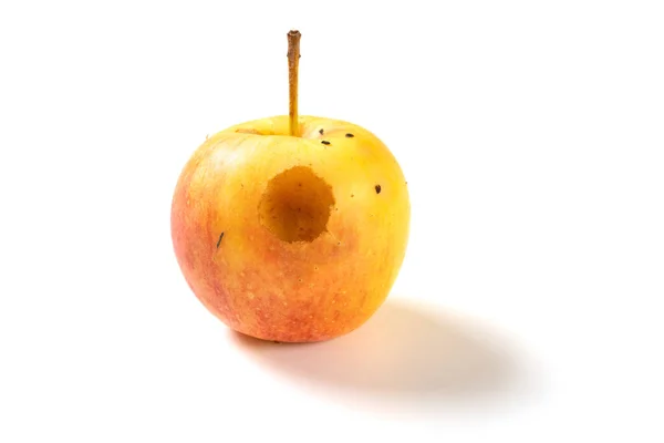 被昆虫寄生在白色背景上的一个烂小苹果 — 图库照片