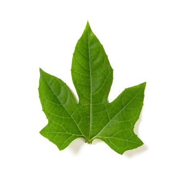 Beyaz arka planda taze yeşil yaprak