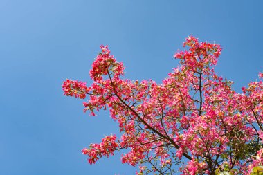 Güneşli bir günde çiçek açan Chorisia Specosa St. Hil