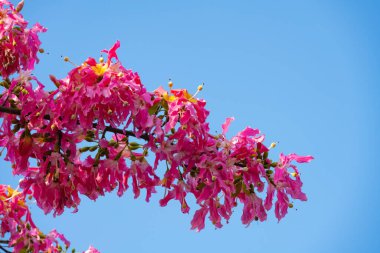 Güneşli bir günde çiçek açan Chorisia Specosa St. Hil