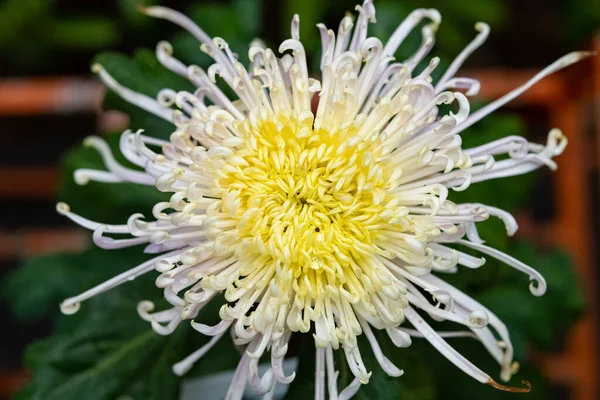 Primer Plano Centro Una Flor Crisantemo Blanco Amarillo — Foto de Stock