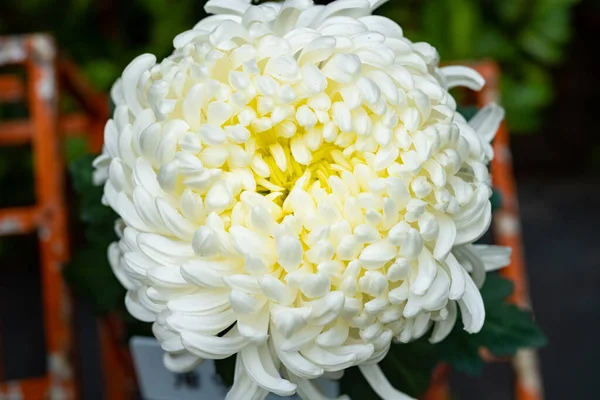 Cerca Centro Una Flor Crisantemo Blanco — Foto de Stock