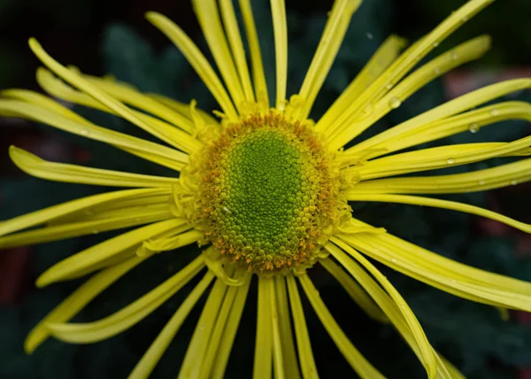 Close Central Yellow Chrysanthemum Flower — Stock Photo, Image