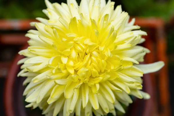 Cerca Parte Central Una Flor Crisantemo Amarillo — Foto de Stock