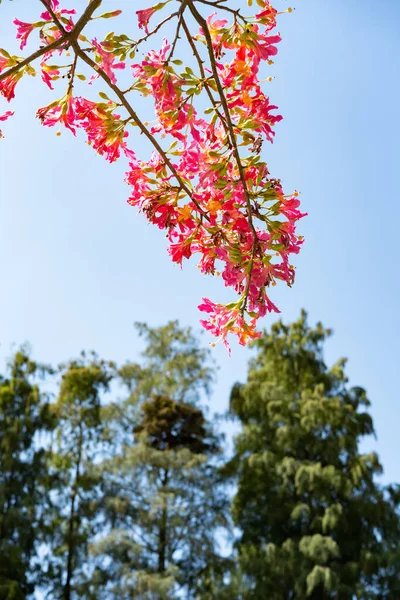 Florescendo Chorisia Speciosa Hil Dia Ensolarado Composição Vertical — Fotografia de Stock