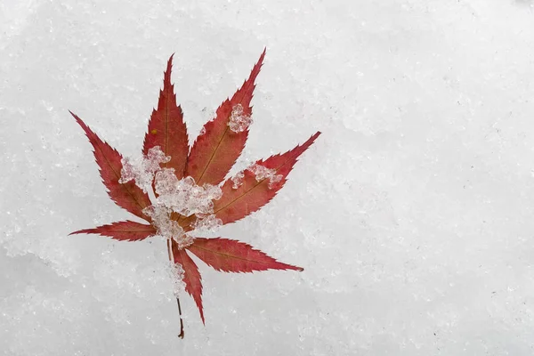7-blade red maple leaf on snow