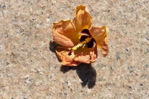 地面に落ちた花 — ストック写真