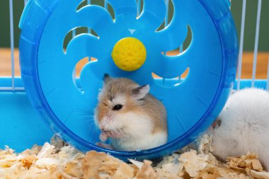 Kafesinde küçük bir hamster var. Ellerini direksiyonda temizliyor.