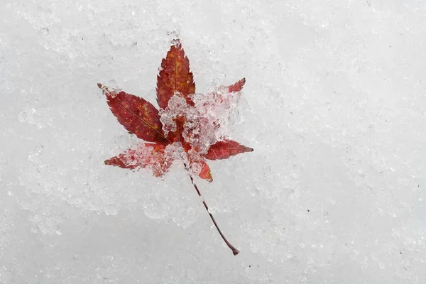 Λεπίδα Κόκκινο Φύλλο Σφενδάμου Στο Χιόνι — Φωτογραφία Αρχείου