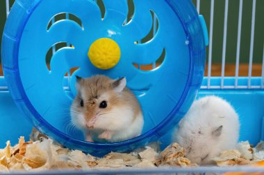 İki küçük hamsterlı kafes.