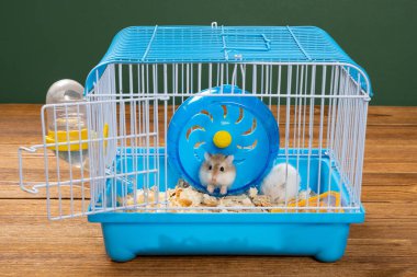 İki küçük hamsterlı kafes.