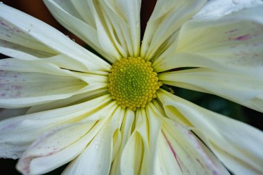 Yeşil ve beyaz kasımpatı çiçeğinin merkezine yaklaş.