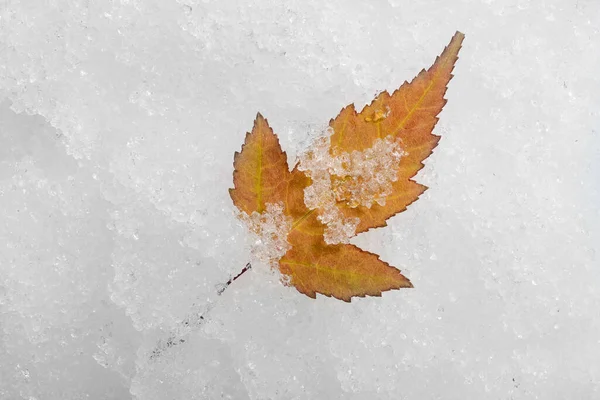 3-blade orange maple leaf on snow