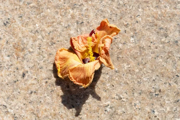地面に落ちた花 — ストック写真
