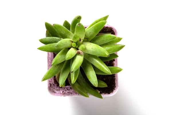 Top View Pot Green Succulent Plant White Background — Stock Photo, Image