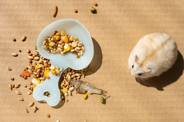 top view hamster near various food