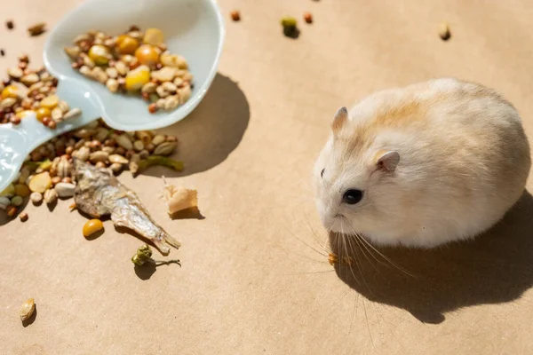 Hoek Uitzicht Hamster Buurt Van Diverse Voedsel — Stockfoto