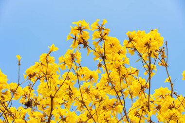 Çiçek açan Guayacan veya Handroanthus chrysanthus veya Golden Bell Tree
