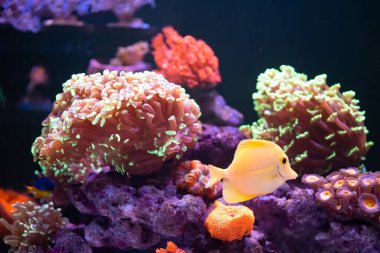 Renkli deniz akvaryumu, güzel mercanlar ve balıklar.