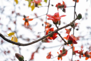 çiçek açan Bombax ceiba veya kırmızı pamuk
