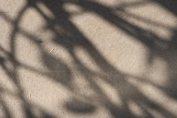 tree shadow on the ground