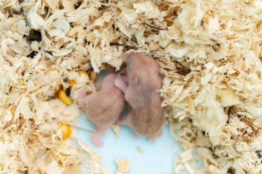 8 günlük bebek hamsterlar vücutlarını esnetiyorlar.