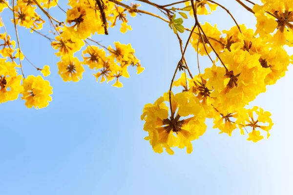 Virágzó Guayacan Vagy Handroanthus Chrysanthus Vagy Golden Bell Tree — Stock Fotó