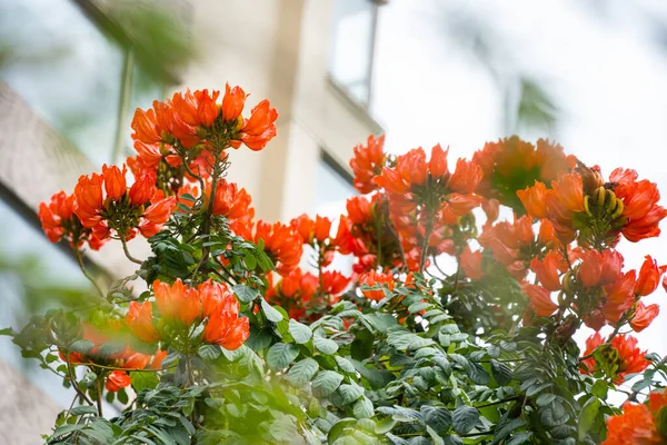 Bela Árvore Tulipa Africana Florescendo Spathodea Campanulata Frente Edifício — Fotografia de Stock