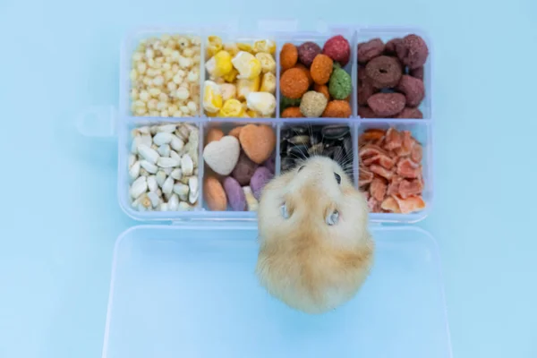 Arriba Ver Hámster Infantil Una Caja Con Varios Alimentos —  Fotos de Stock