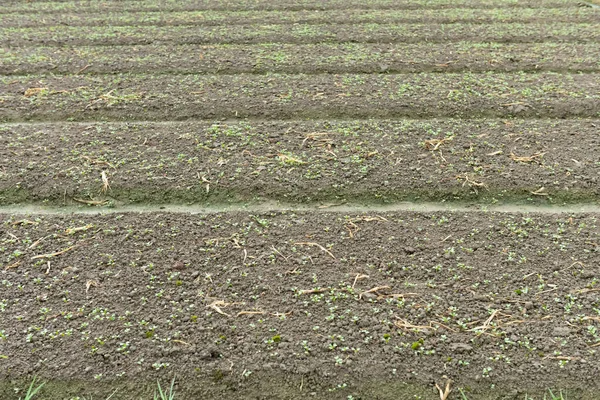 Lahan Dibudidayakan Siap Untuk Menabur — Stok Foto